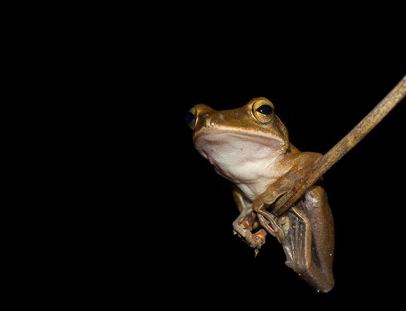 点击大图看下一张：可爱的树蛙