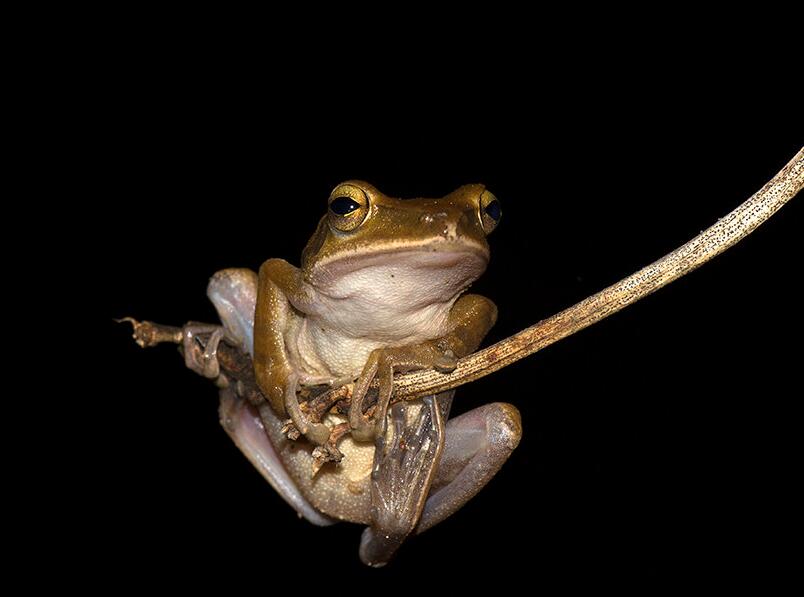 点击大图看下一张：可爱的树蛙