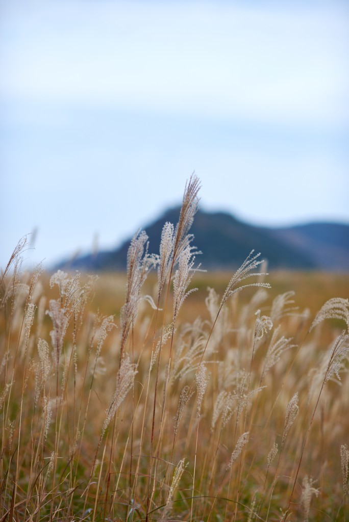 点击大图看下一张：登山拍芒草
