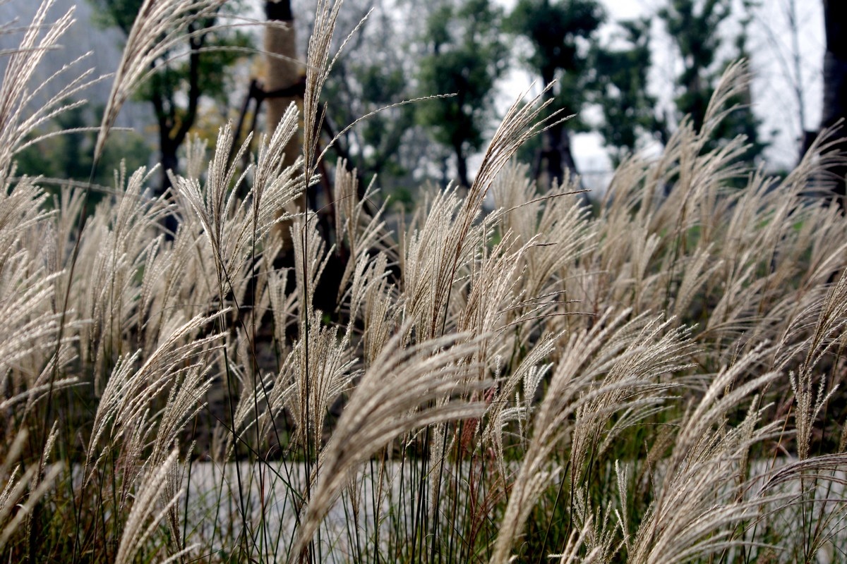 点击大图看下一张：户外去看芒草