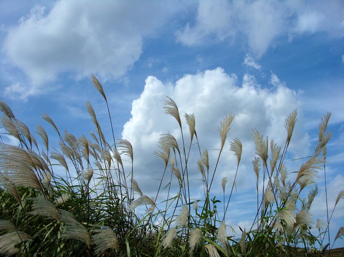 点击大图看下一张：芒草遍生家乡的山野