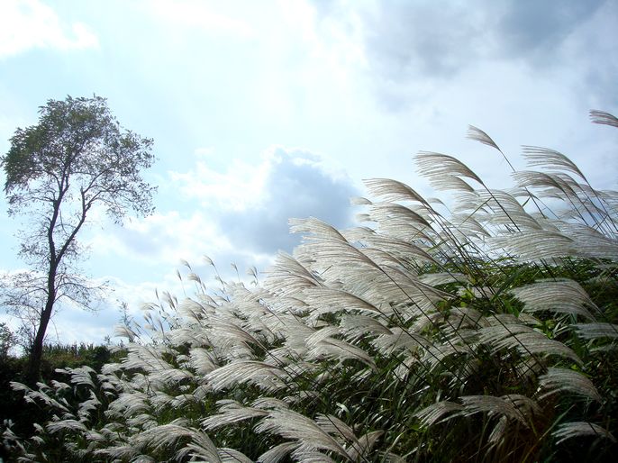 点击大图看下一张：芒草遍生家乡的山野