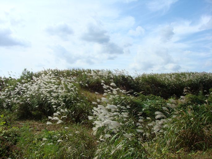 点击大图看下一张：芒草遍生家乡的山野