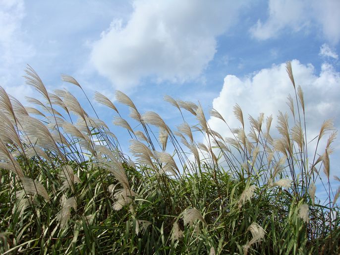 点击大图看下一张：芒草遍生家乡的山野