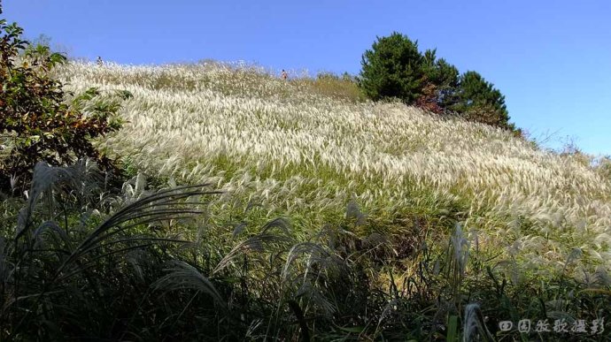点击大图看下一张：那片雪白的芒草荡