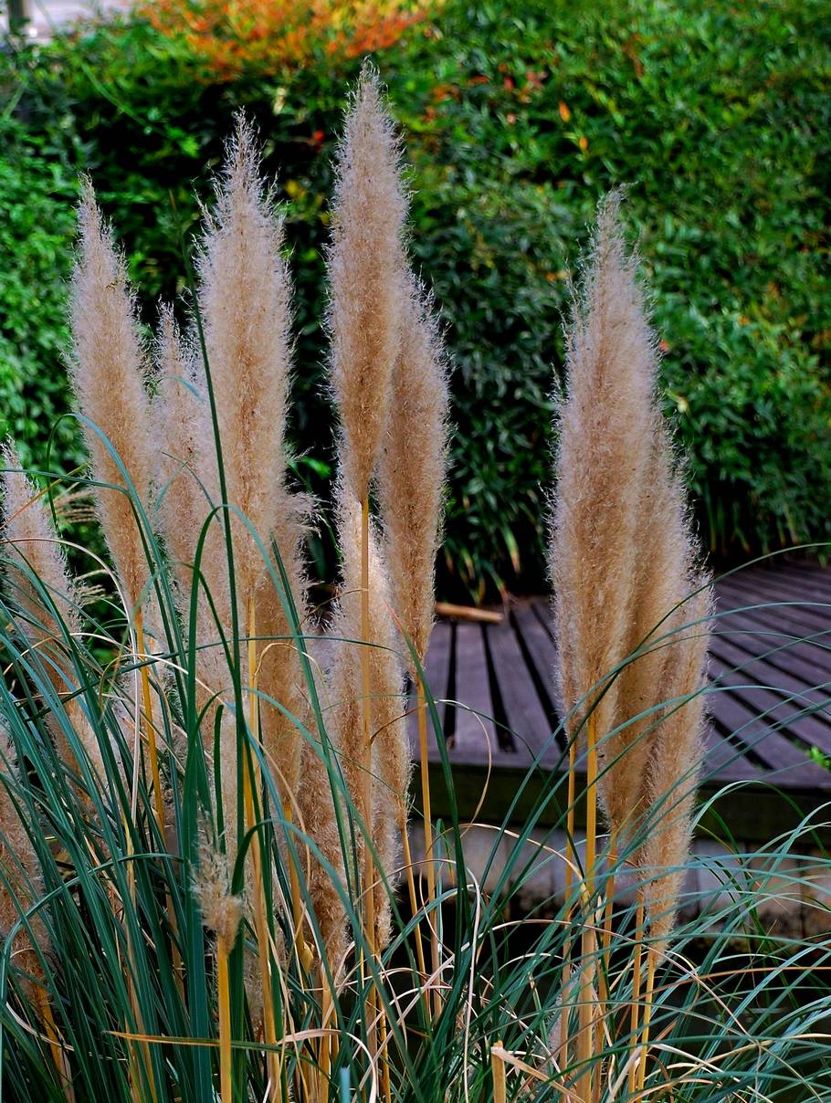 点击大图看下一张：上海延中绿地芒草