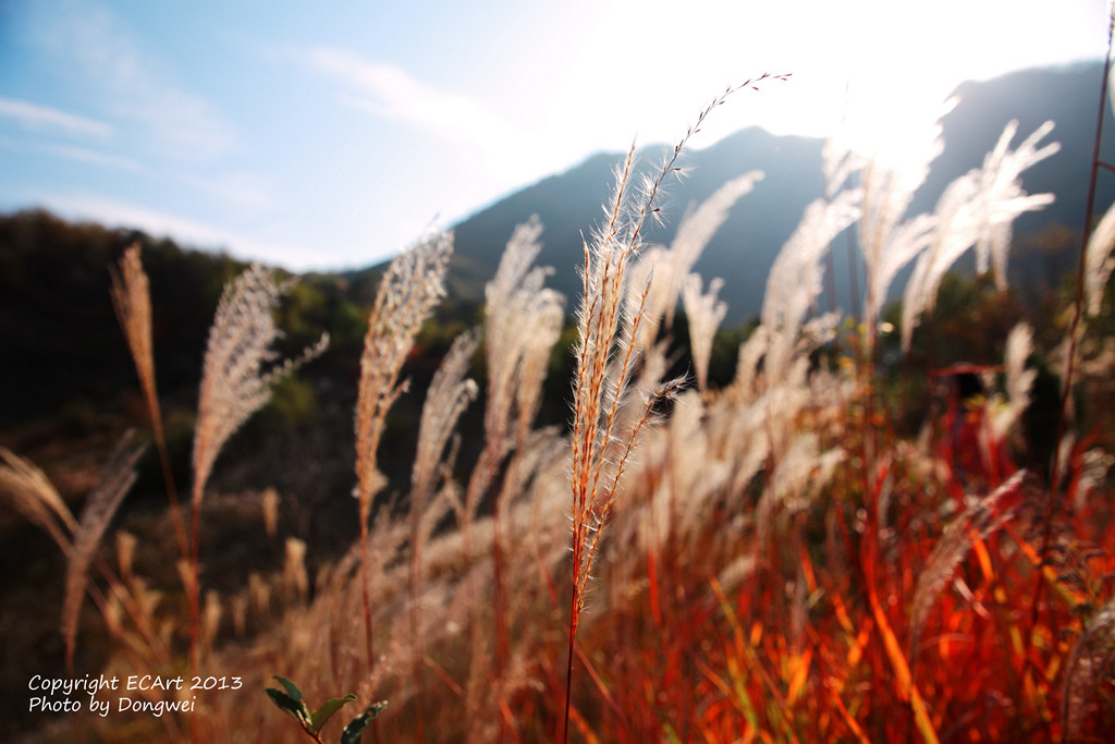 点击大图看下一张：寻找秦岭山里的芒草