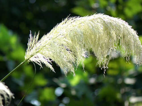 点击大图看下一张：再发细叶芒草花