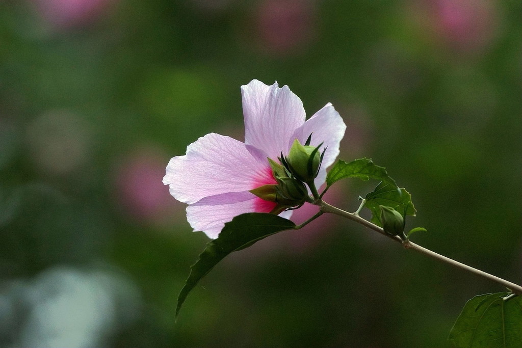 点击大图看下一张：北戴河木槿花