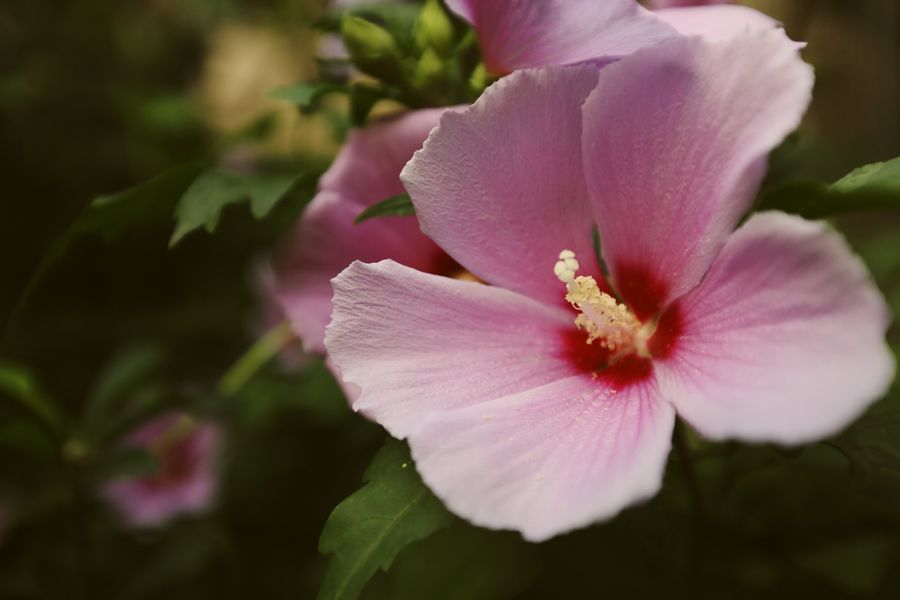点击大图看下一张：广角拍木槿花
