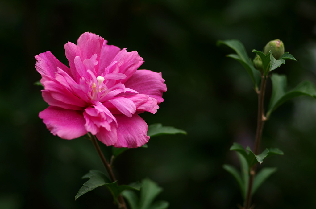 点击大图看下一张：今年的木槿花开了