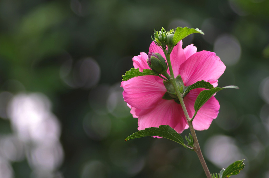 点击大图看下一张：今年的木槿花开了