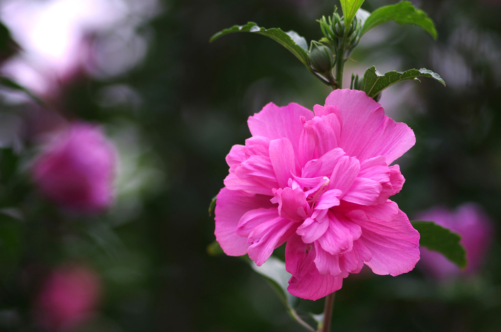 点击大图看下一张:今年的木槿花开了