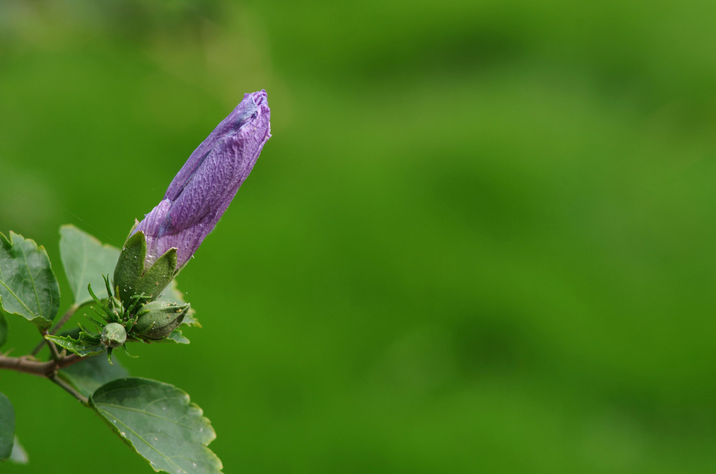 点击大图看下一张:今年的木槿花开了