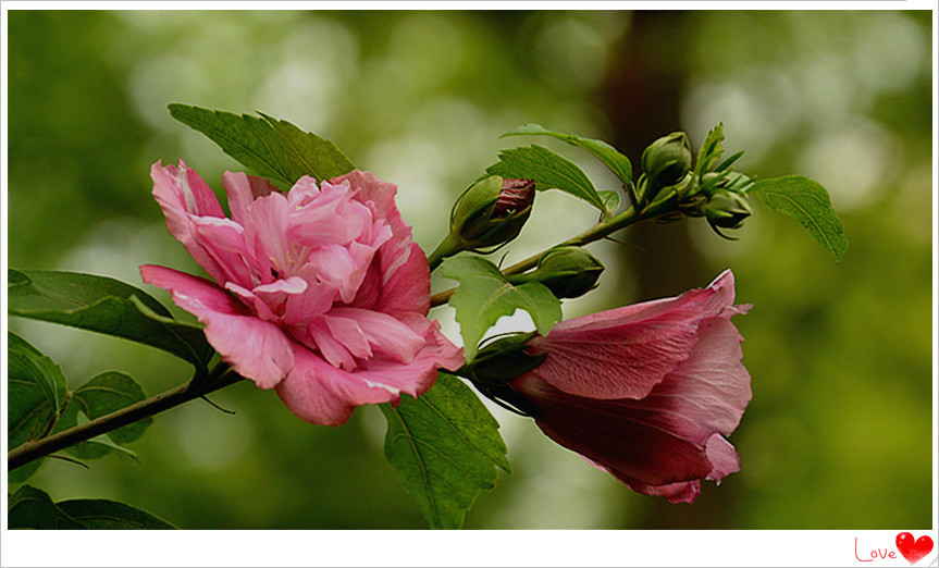 点击大图看下一张：木槿花开畏日长