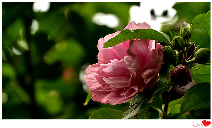 点击大图看下一张：木槿花开畏日长