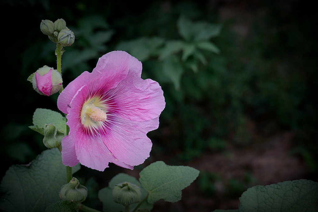 点击大图看下一张：千姿百态木槿花