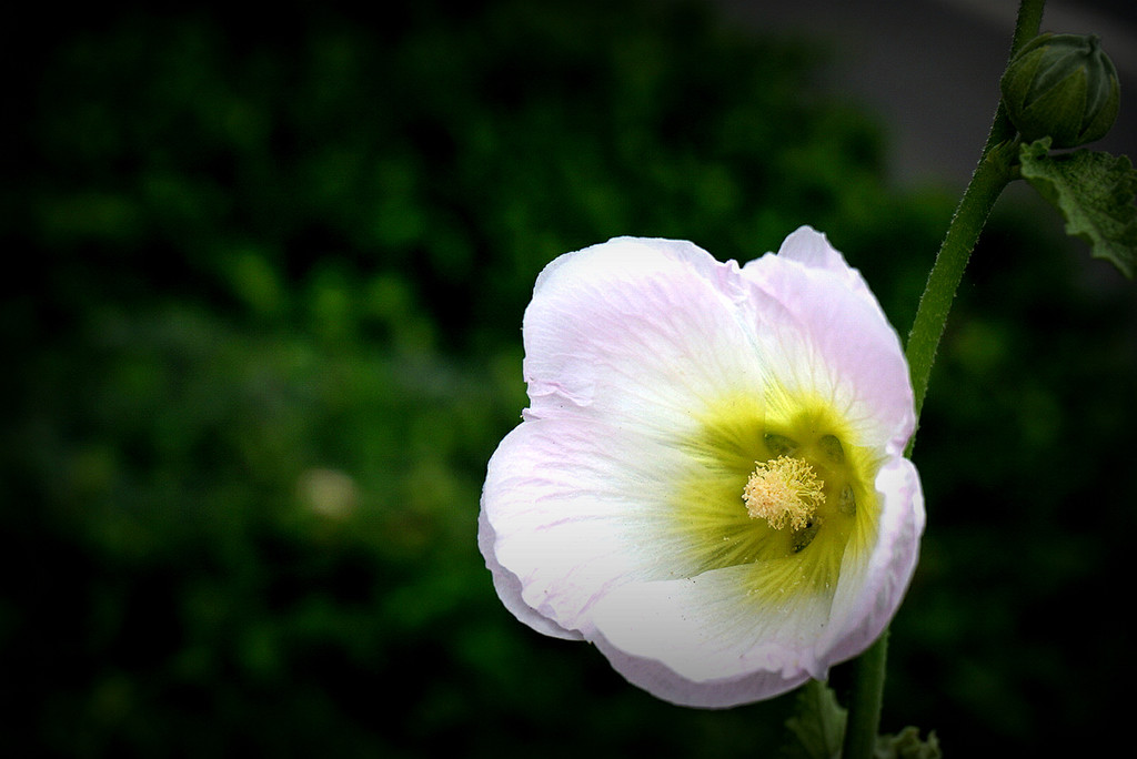 点击大图看下一张：千姿百态木槿花