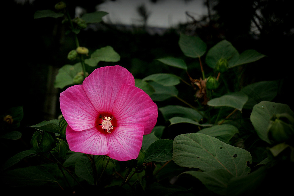 点击大图看下一张：千姿百态木槿花