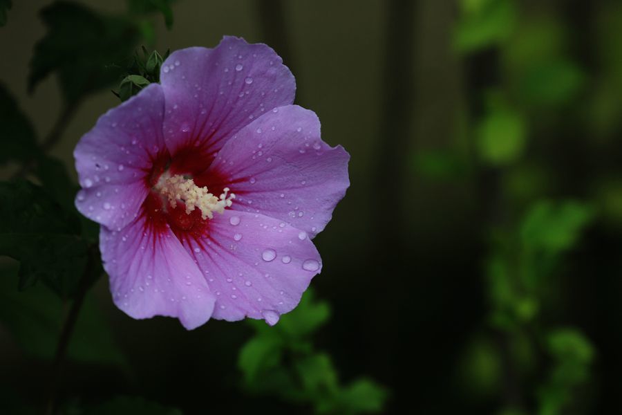 点击大图看下一张：巧遇木槿花