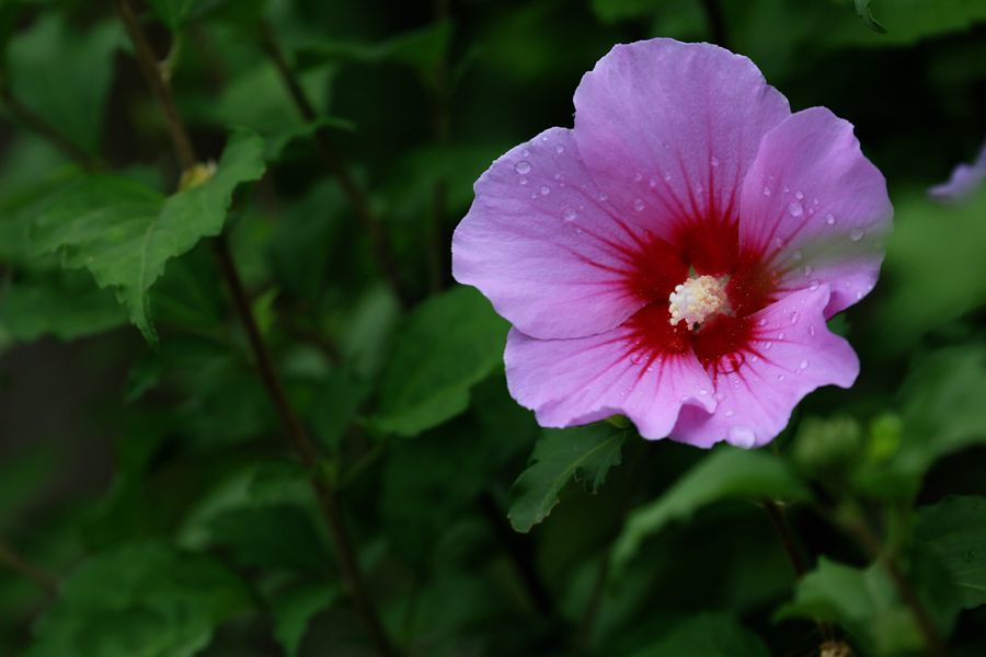 点击大图看下一张：巧遇木槿花