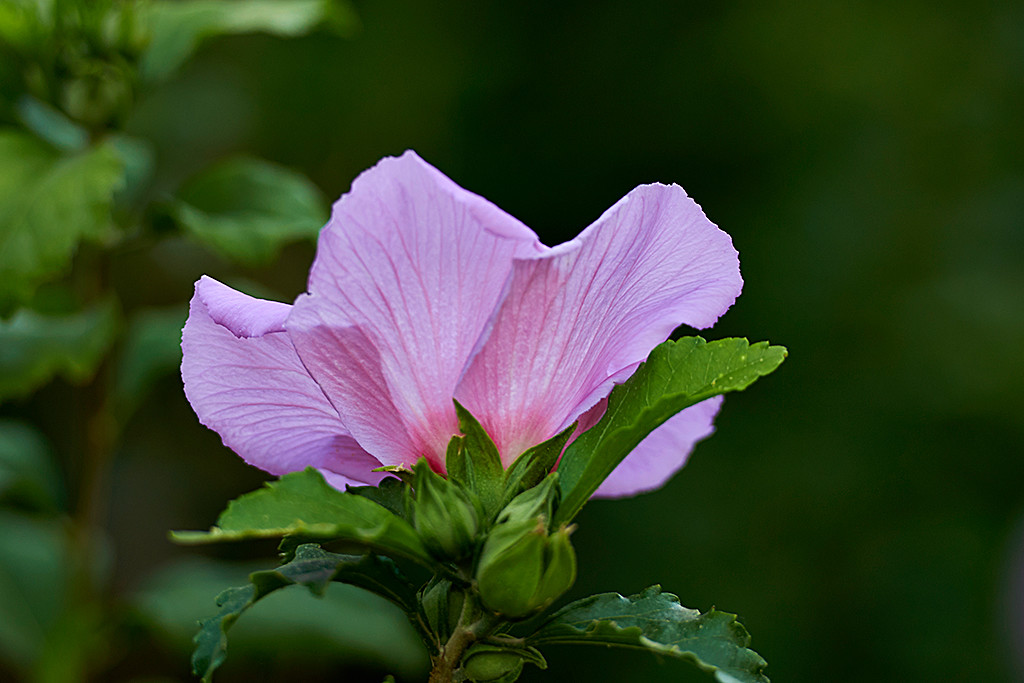 点击大图看下一张：夏日木槿花儿