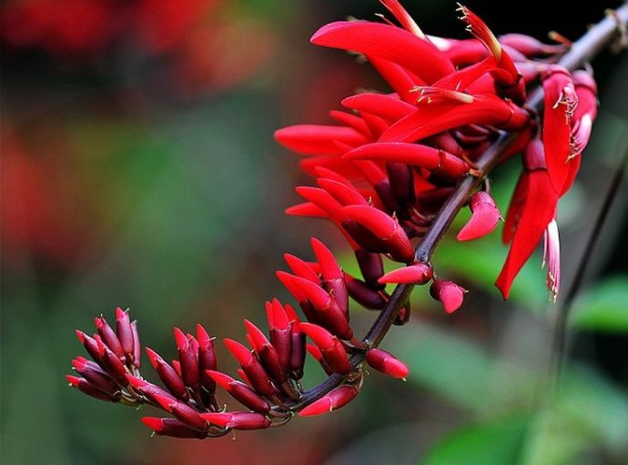 点击大图看下一张：龙牙花的花期