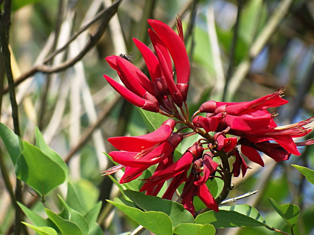 点击大图看下一张：鲜红而怪异的龙牙花