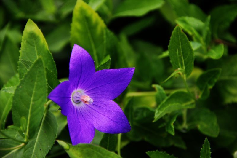 点击大图看下一张：草药桔梗花