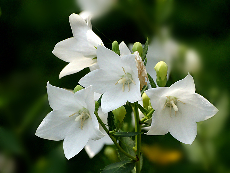 点击大图看下一张：紫色白色桔梗花