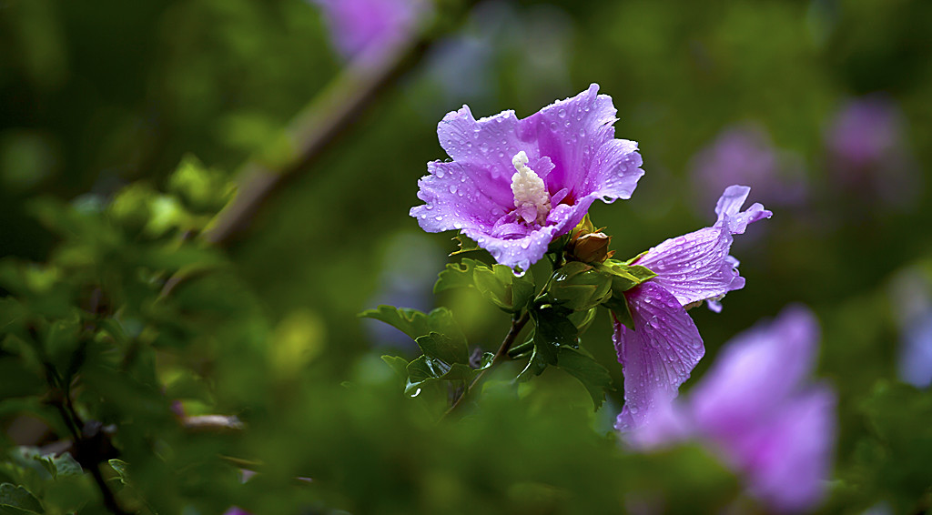 点击大图看下一张：大雨中的木槿花