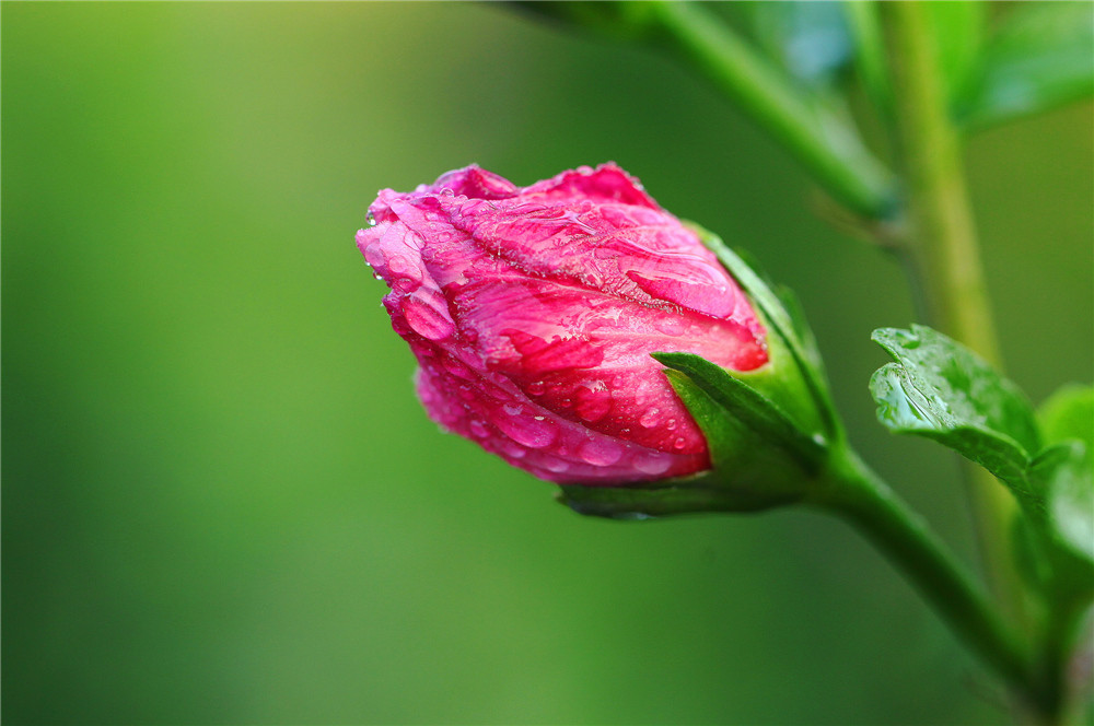 点击大图看下一张：木槿花也娇艳