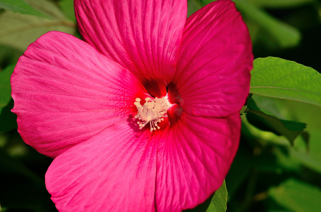 点击大图看下一张：清新美丽的木槿花