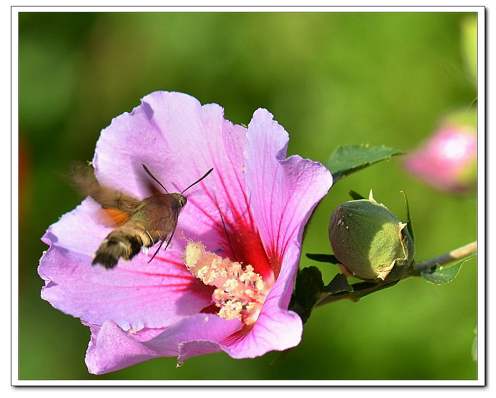 点击大图看下一张：天蛾与木槿花