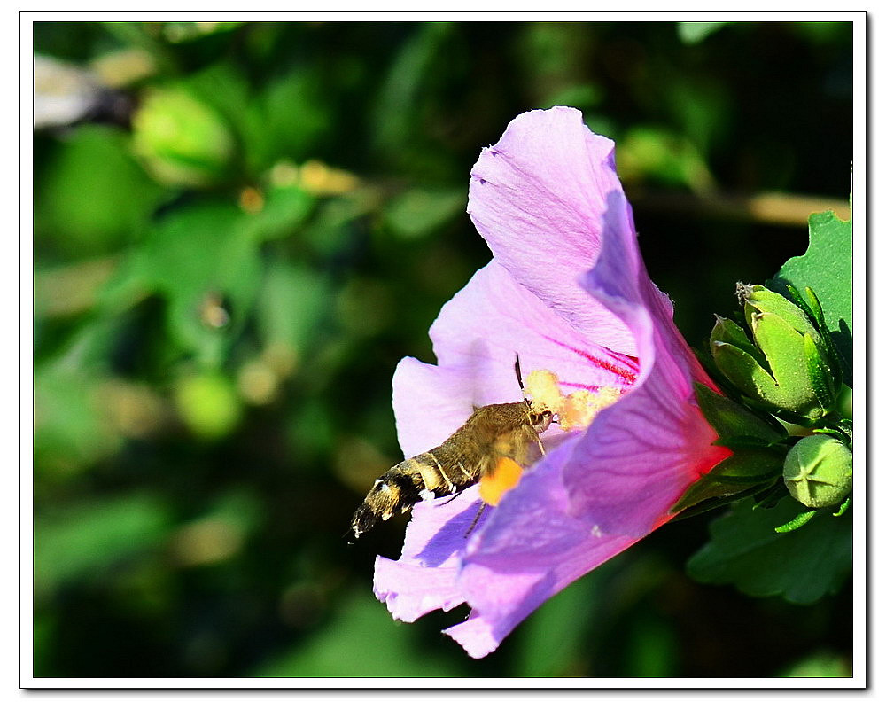点击大图看下一张：天蛾与木槿花
