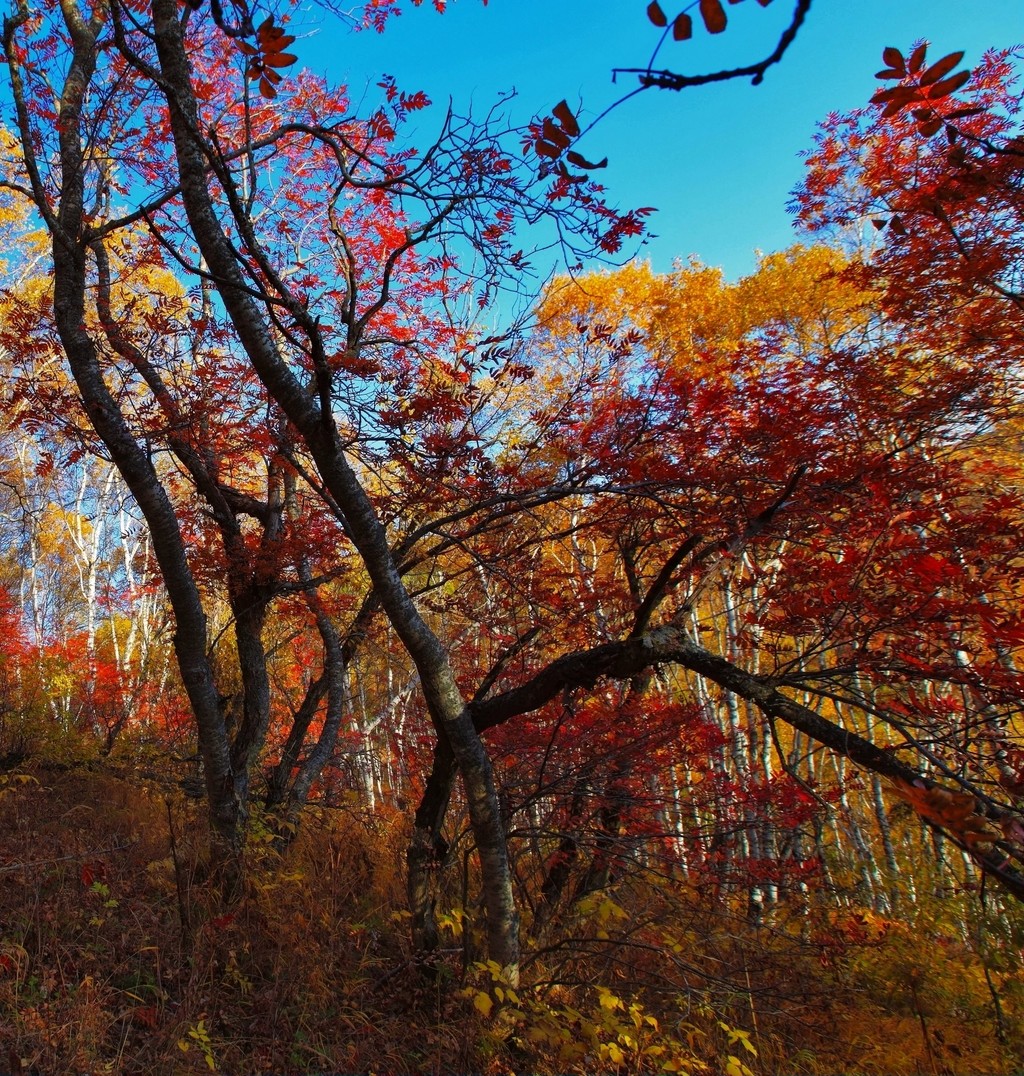 点击大图看下一张:白桦林的多彩之秋