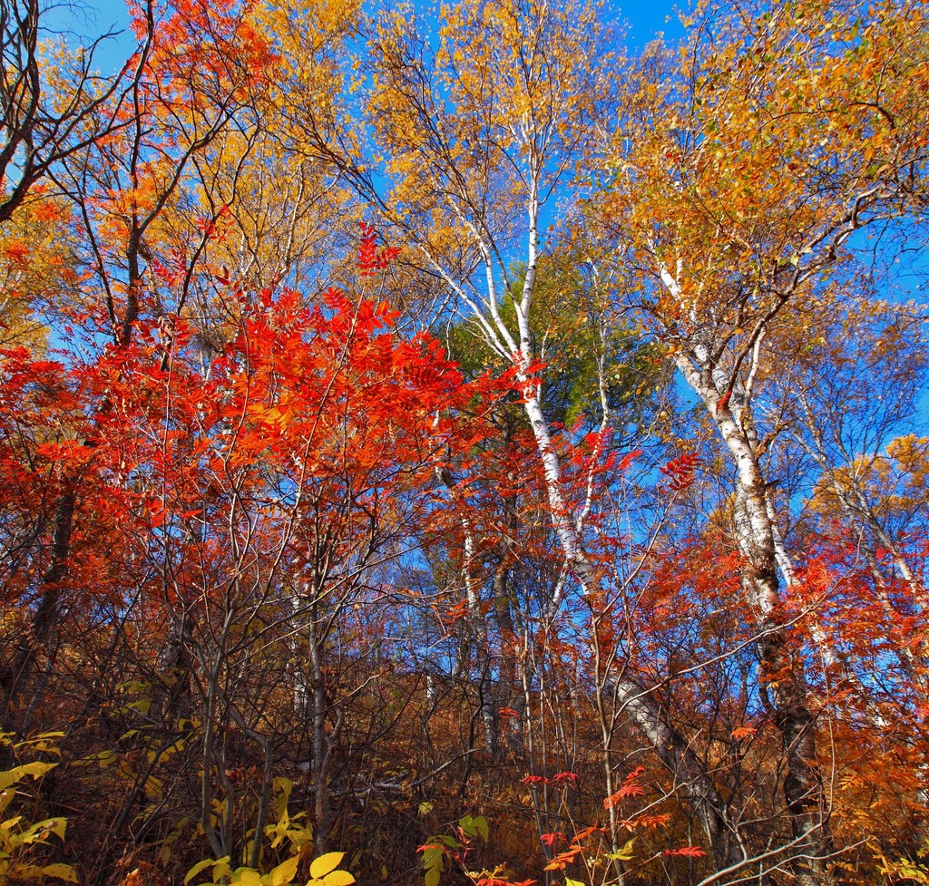 点击大图看下一张：白桦林的多彩之秋