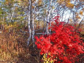 白桦林的多彩之秋