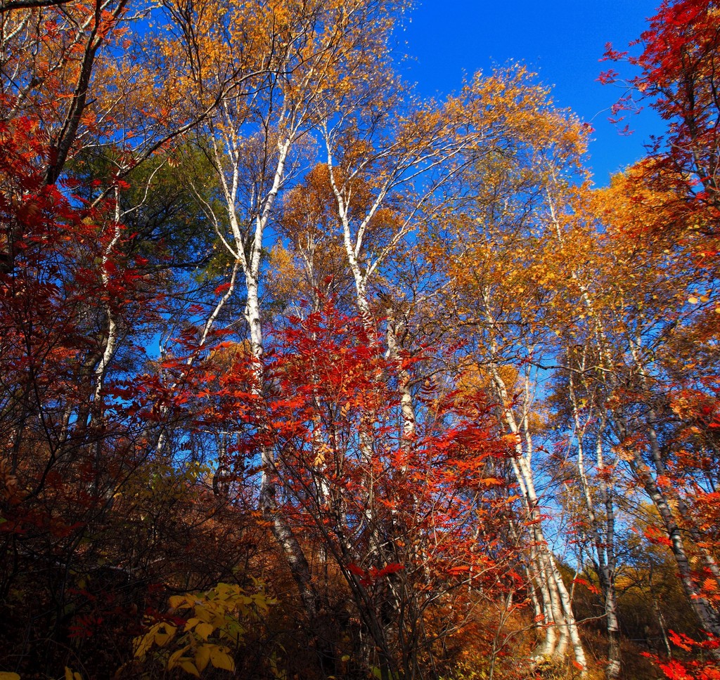 点击大图看下一张：白桦林的多彩之秋
