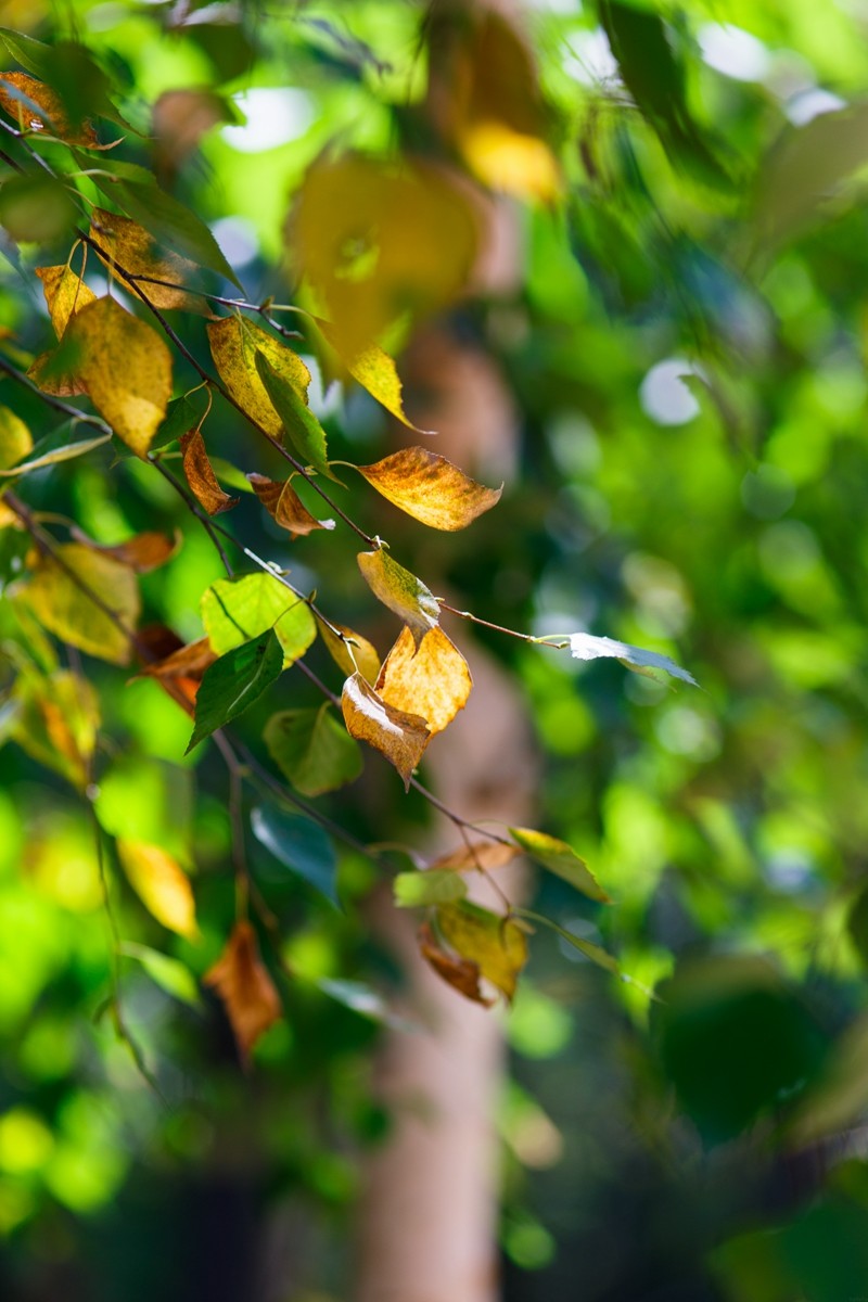 点击大图看下一张：初秋的白桦林