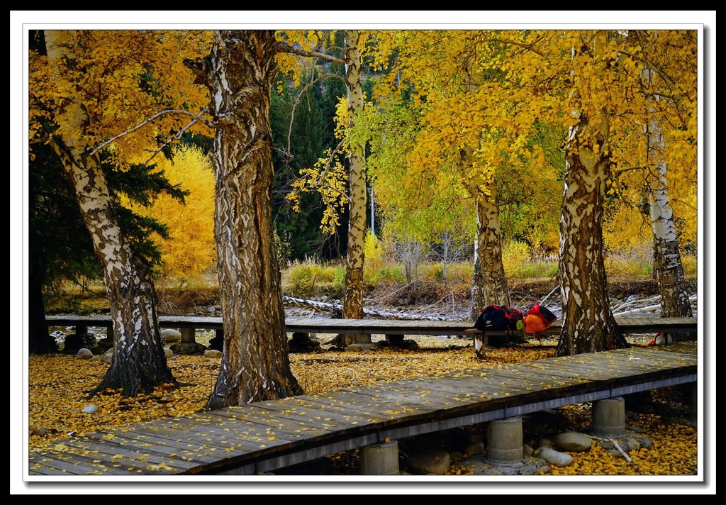 点击大图看下一张:额尔齐斯河的白桦林