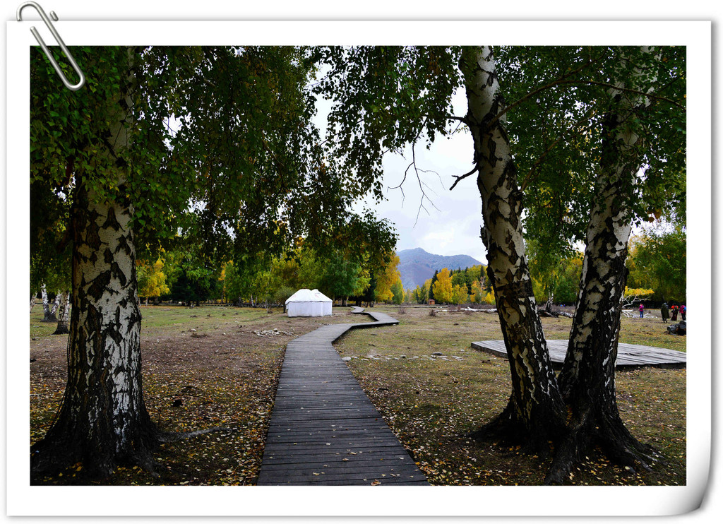 点击大图看下一张：静静的白桦林