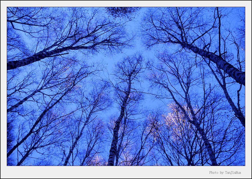 点击大图看下一张:喇叭沟门白桦林