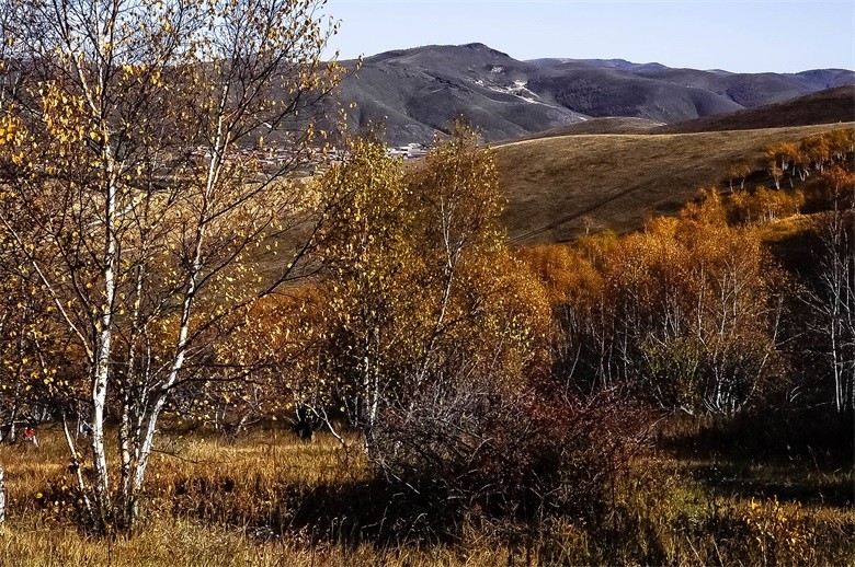 点击大图看下一张：向北深秋的白桦林