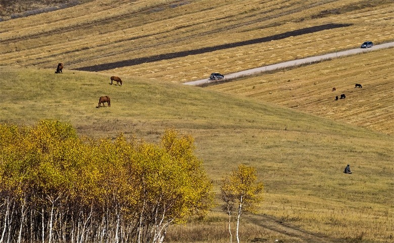 点击大图看下一张：向北深秋的白桦林