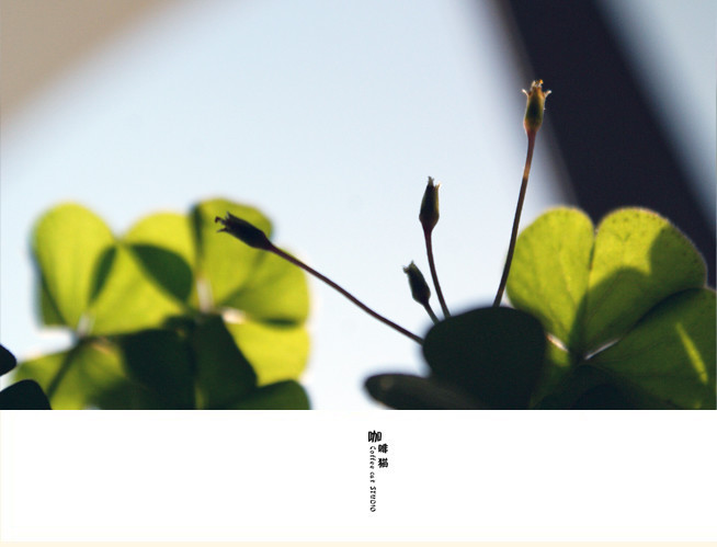 点击大图看下一张:清新红花酢浆草