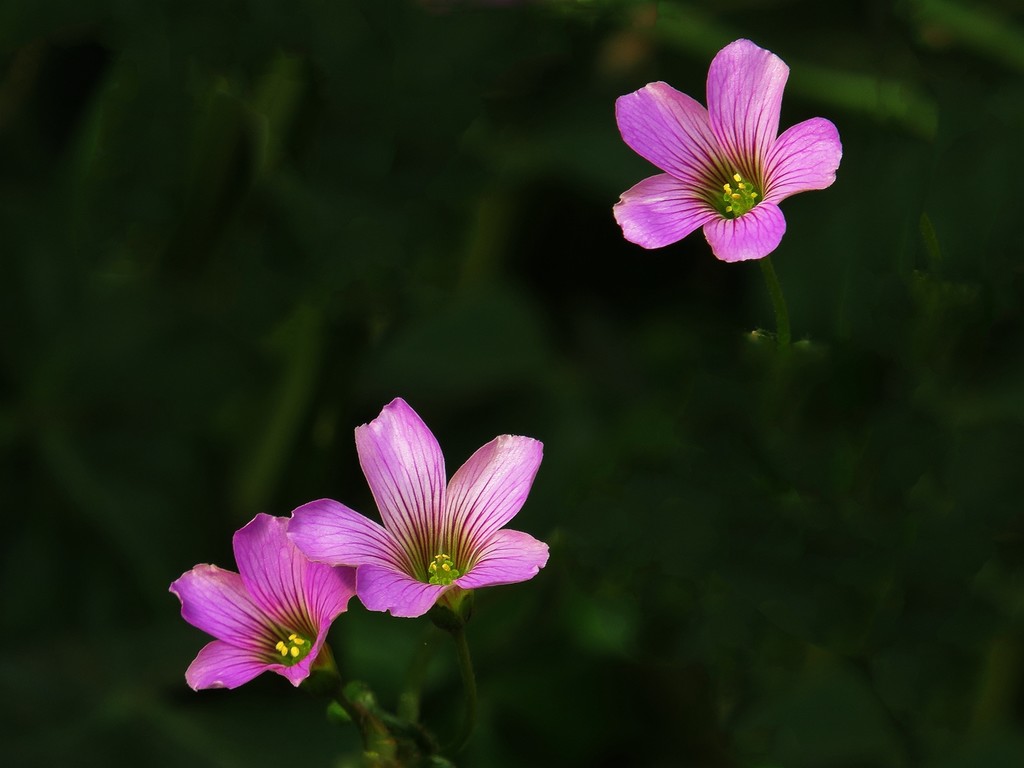 点击大图看下一张：小小的红花酢浆草