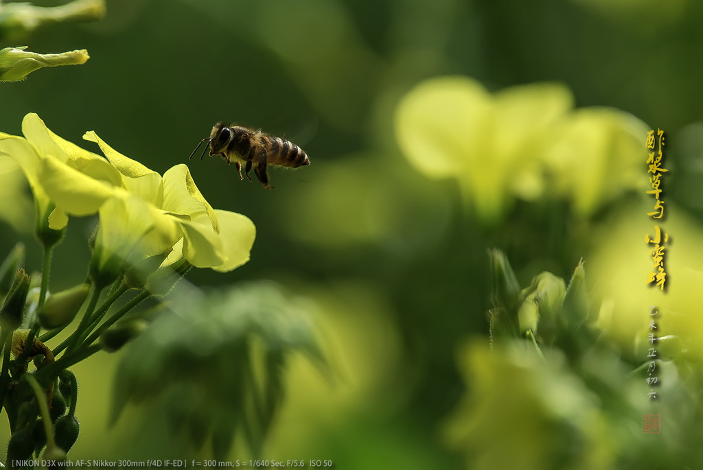 点击大图看下一张：酢浆草和小蜜蜂