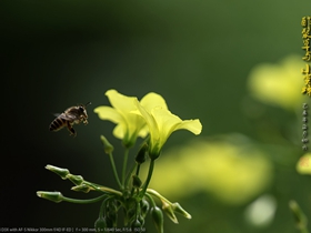 酢浆草和小蜜蜂