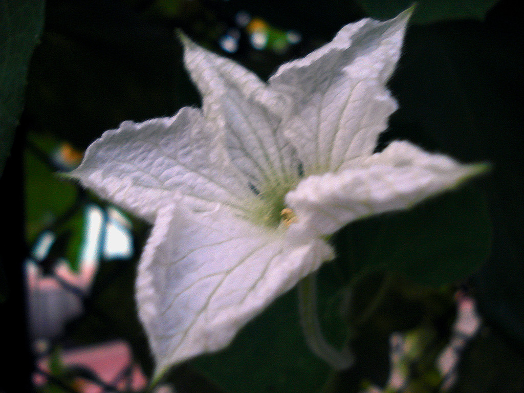 点击大图看下一张：黄黄白白丝瓜花